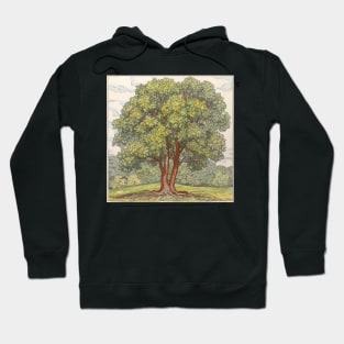 Ash tree drawing Hoodie